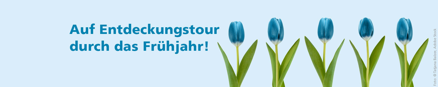 Blaue Tulpen