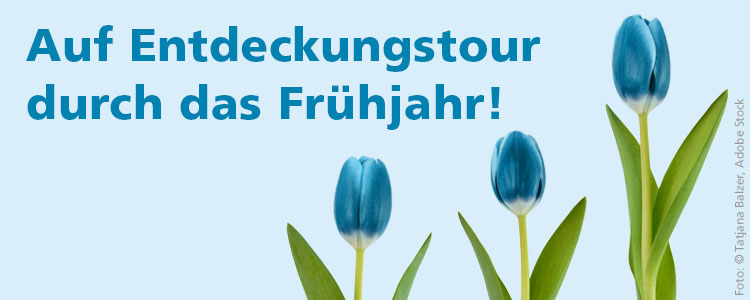 Blaue Tulpen